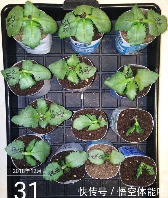 长寿花扦插8大步骤，一盆变十盆，超轻松！长寿花扦插8大步骤，一盆变十盆，超轻松！