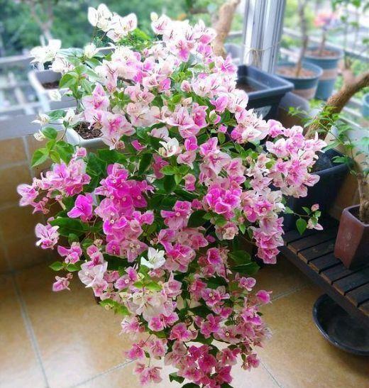 花期|4种懒人盆栽花,花期超长,给点阳花就灿烂,美极了