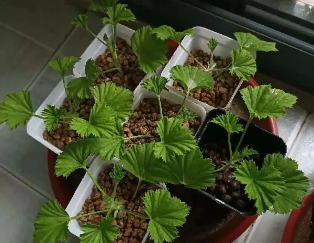 蝴蝶兰开花不是一次性,花后剪一剪,还能继续开花