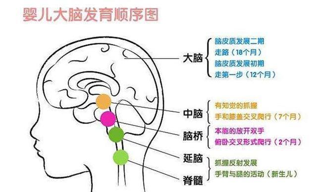 父母|哈佛大学研究:孩子一生中变聪明的时机很短暂,家长千万不能错过
