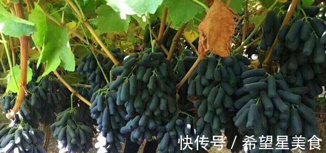 种花|如绿萝般好养的果树,不怕旱不怕晒,营养丰富还好吃!