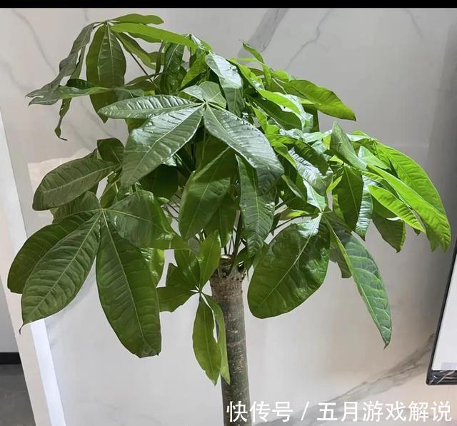 发财树爱烂根,土里埋颗粒,根系发达,叶子闪亮,长成大盆景