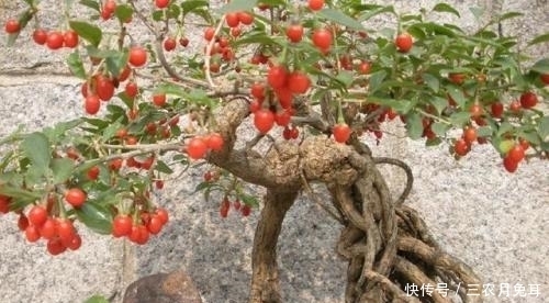 野枸杞|山坡上不起眼的“野果子”,挖一棵带回家,价值翻倍,挂满红果子