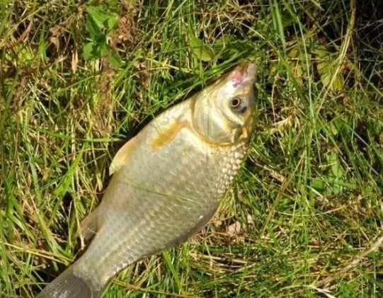 “冬钓边”早就过时了!教你钓鲫鱼的三个钓位,简单省事渔获还多