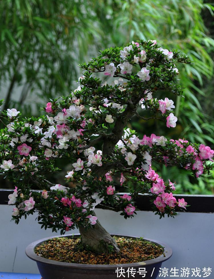 新买的杜鹃,记住4点,不黄叶不落叶,盆盆都能开爆