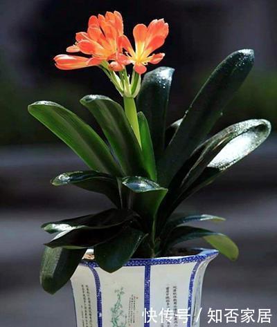 严寒|这6种花真耐活,叶子四季常青不畏严寒,很适合养花小白