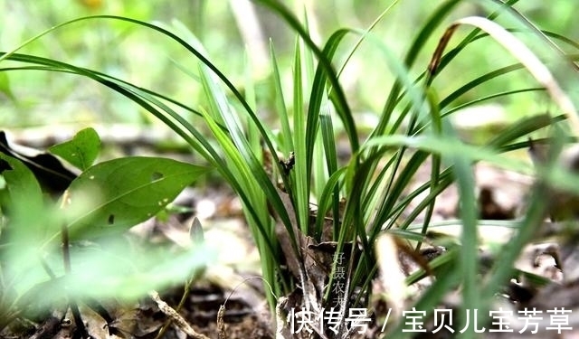 兰花喜酸还是喜碱?很多兰友虽明白,却都做错了