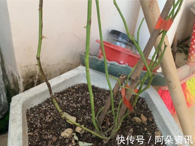 9种花，天热会“假死”，千万别丢了，秋天就苏醒