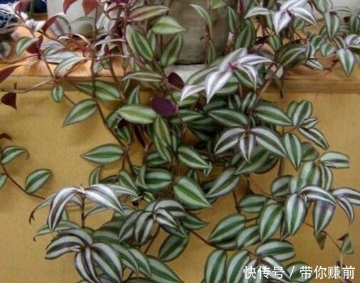 冬天|这3种花，好养又漂亮，现在种1盆，美了夏秋天，绿了冬天！