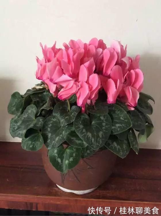 4种花身材不大，花量却怪“吓人”，深秋花开一大片，美翻了