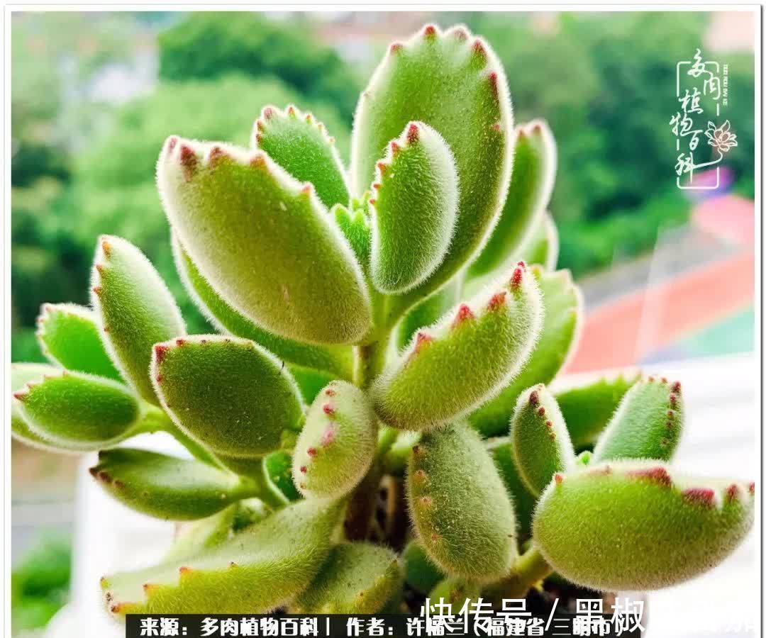 尖尖|养多肉两年,美丽与赏心悦目并存!