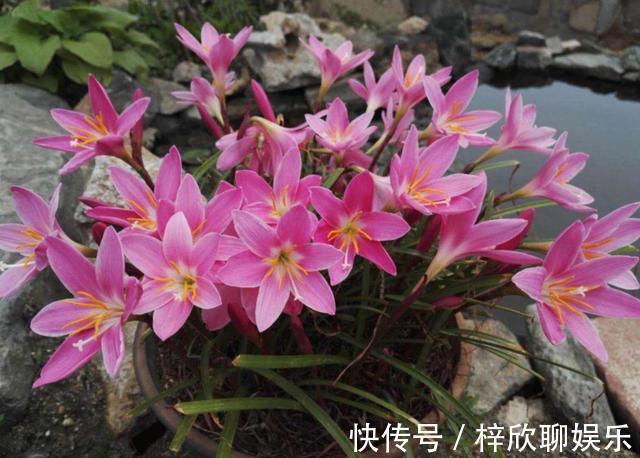 风雨兰这样养护,生长速度快开花美丽,能一直开到11月份