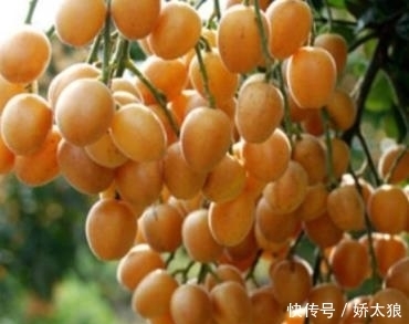 止咳王被发现了,常吃此果,让你摆脱咳嗽烦恼