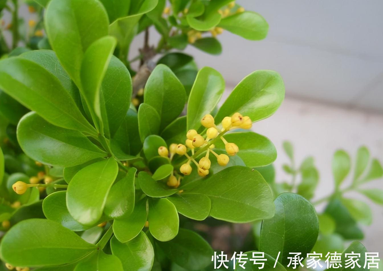 植株|米兰花秋天猛长新芽,不能大意,避免植株长势弱,冬季容易被冻死