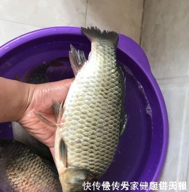 味道|你泡的酒米为啥不上鱼不搞定这些细节,大板鲫是不会咬钩的
