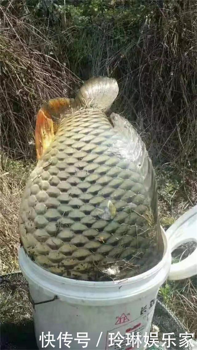 其实大鱼并不喜欢香,臭才是野钓王道,用好大钩粗线伺候