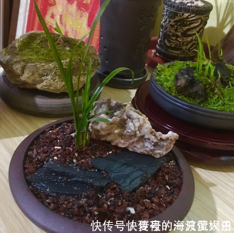 老农|种植兰花用浅盆好还是用深盆好十年兰花老农给出了答案