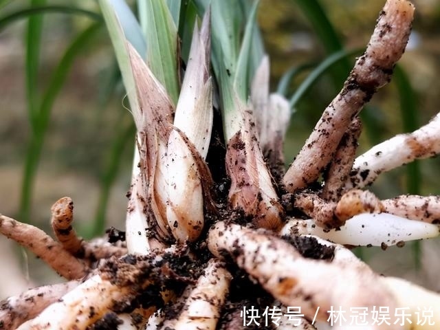 观赏价值|兰花怎么修剪整容三步骤三注意，兰友掌握就不难