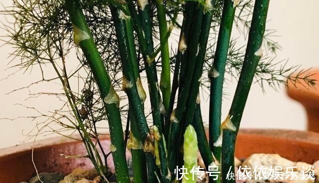 新枝|文竹有“三喜三怕”，顺着它，盛夏也生机勃勃，养成苍劲小老桩！