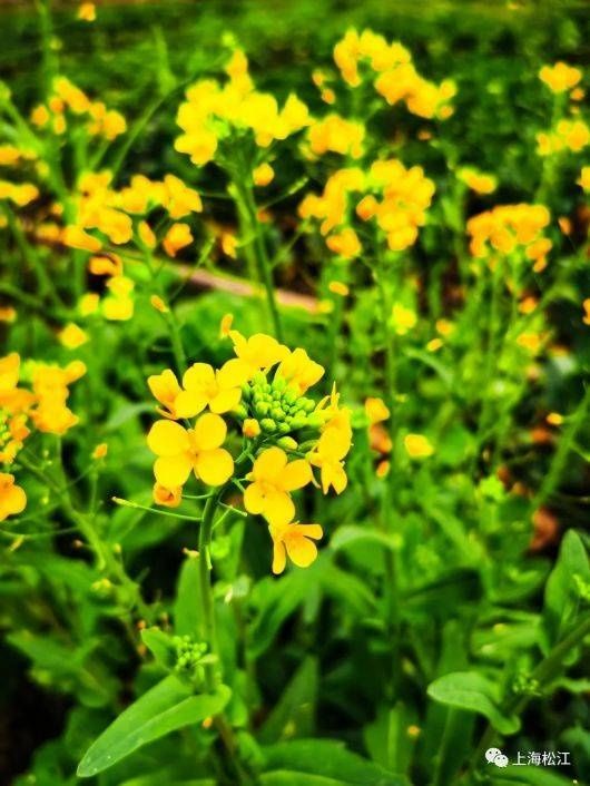 中年|春天的味道！松江这里的菜花开啦【爱申活 暖心春】