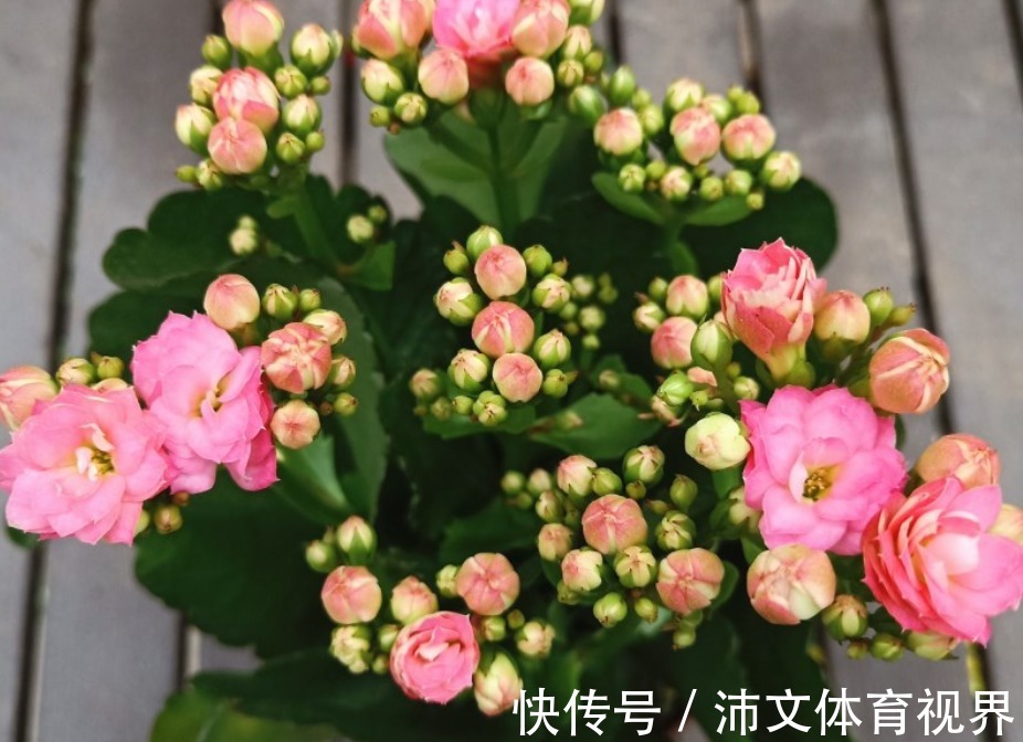 光照|想要长寿花不装菜，秋冬的3点养护很重要，株型饱满，花苞满枝头