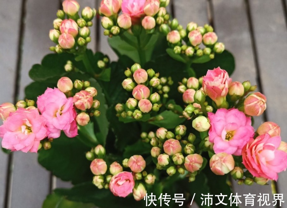想要长寿花不装菜,秋冬的3点养护很重要,株型饱满,花苞满枝头