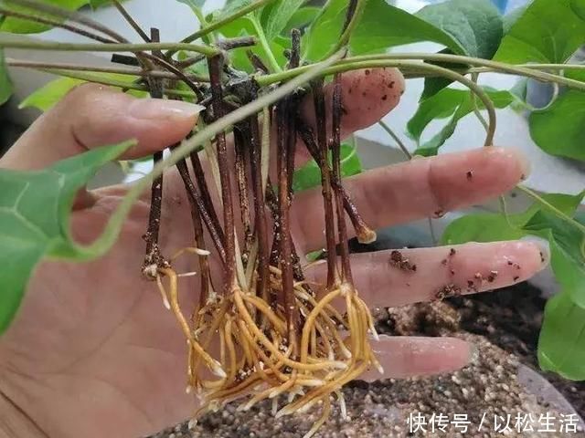 6月,最适合扦插的花,一插就活,大白根冒疯了