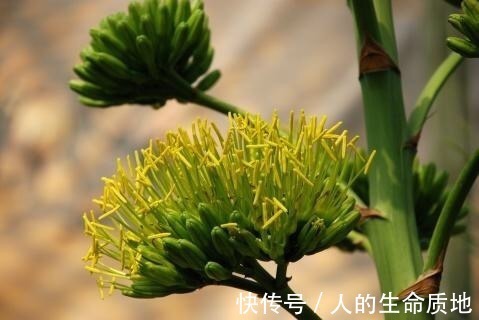 比国宝熊猫还要稀少,花开霸气十足,知道的人可不多!