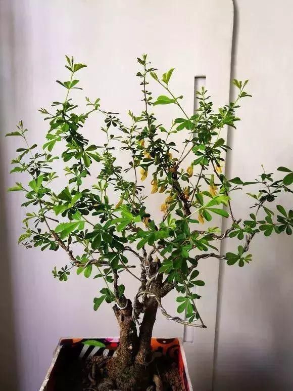 眼睛|山里的1棵老树桩,挖出来种盆里,开花后,眼睛都看直了!