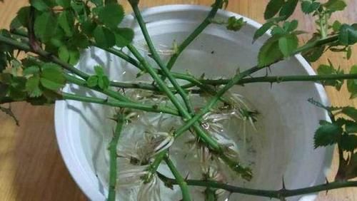 扦插月季为何不长根?