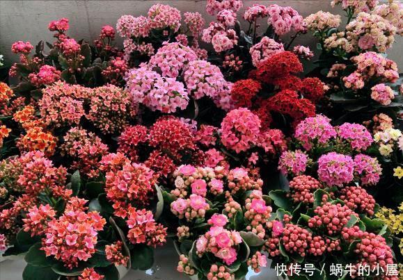 扦插长寿花?掌握4点,插一盆爆一盆,满阳台全是花