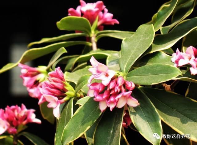 花香味|阳台就养这些花,花香味浓,久聚不散,香味飘满屋!