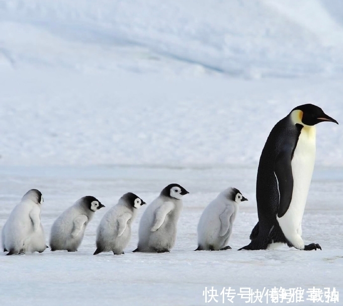 |幽默笑话:叔叔,你觉得我姑姑能生出我这么漂亮的闺女吗?