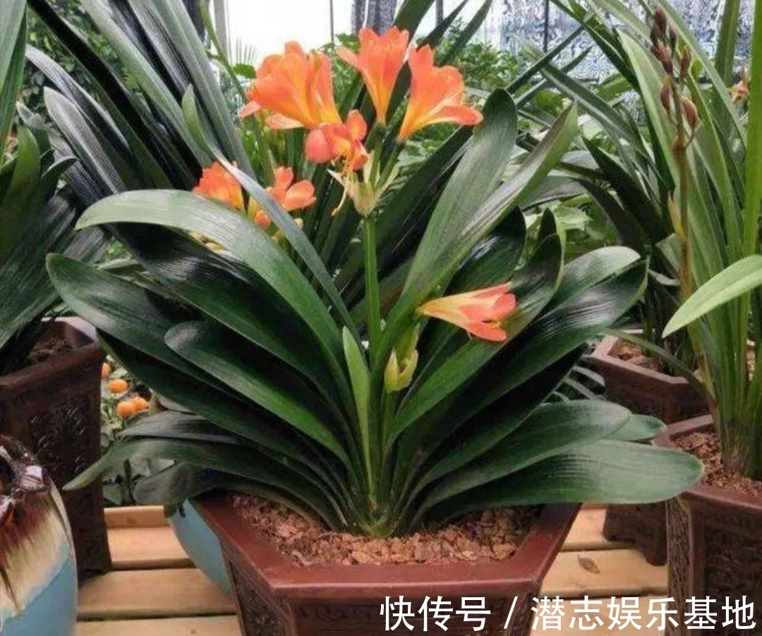 君子兰|你知道吗？夏天6种花要“休眠”，浇水多了就烂根