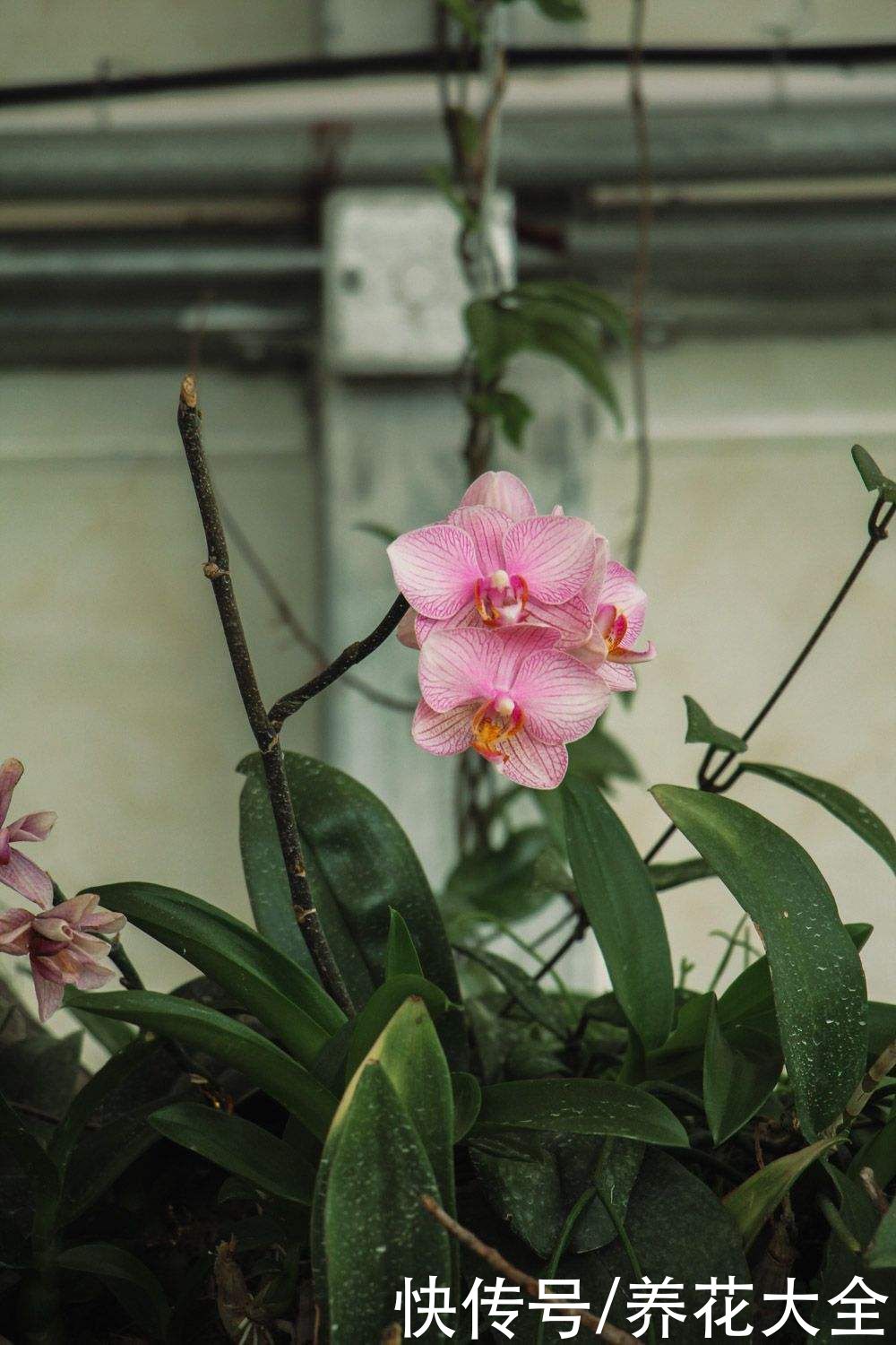 施肥|蝴蝶兰长势不旺？正确的浇水方法，你了解吗？