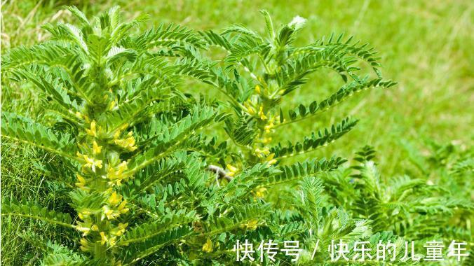 鸦胆子|5年前感染上幽门螺杆菌,老中医教会他认识了这10种草,受益终身