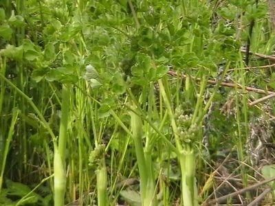 老山芹|农村最常见的一种野菜,可以有效治疗头痛,可惜知道的人很少