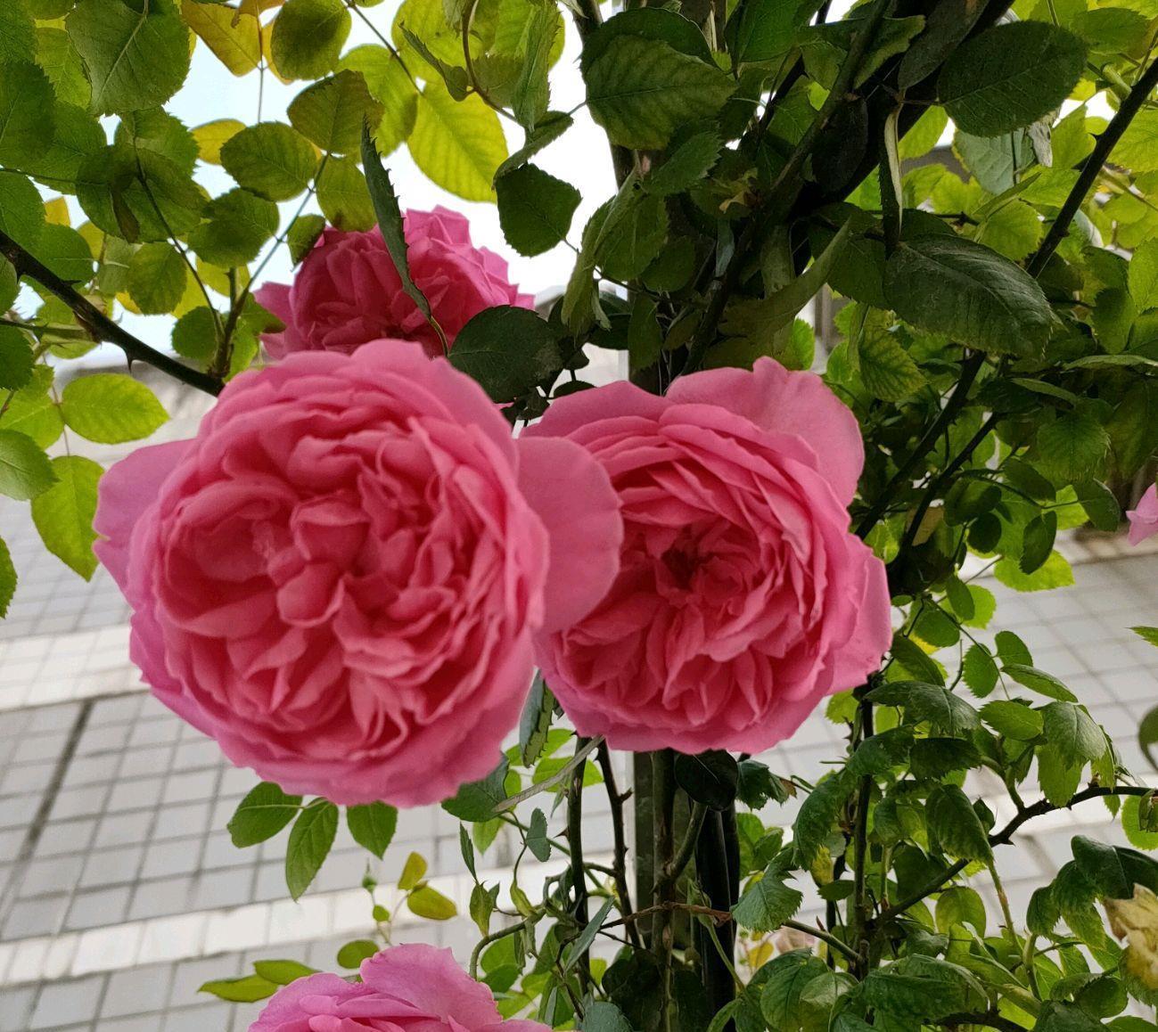 月季叶子有白色虫卵