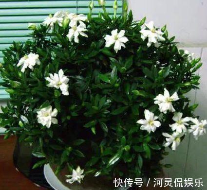 陶粒|这3种“黑石头”,往盆里丢一点,养啥花都旺