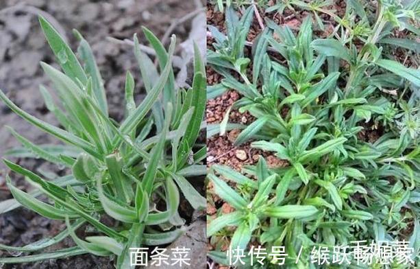 毛妮菜|养生四种“双胞胎”菜傻傻分不清，营养价值极高！现在知道还不晚