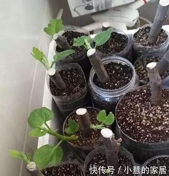 养花|养花没有盆，3个妙招，就能自制出漂亮的花盆，阳台上种了好多花
