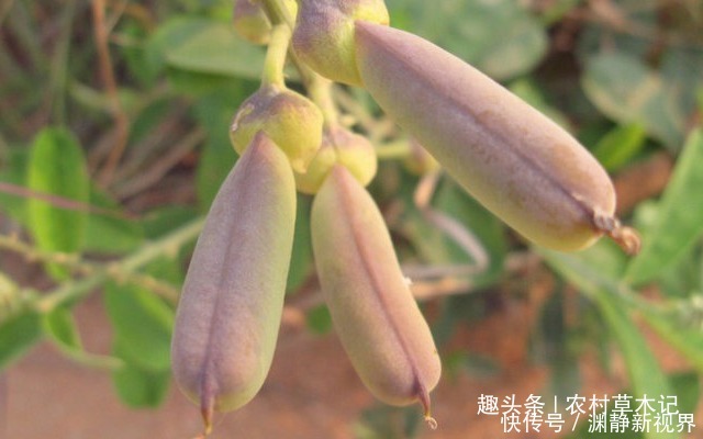 伙伴们|人称“野花生”,家乡遇见,别不当回事,目前果实26元一斤