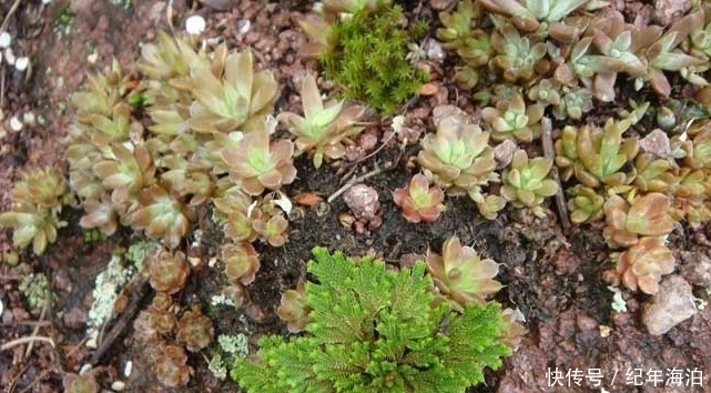 野草|农村这种野草“旱不死”,却是女人的“美容剂”,如今一斤30元