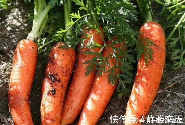 禁忌|让人倒下的不是病,而是无知吃胡萝卜的一大禁忌,大多人不了解