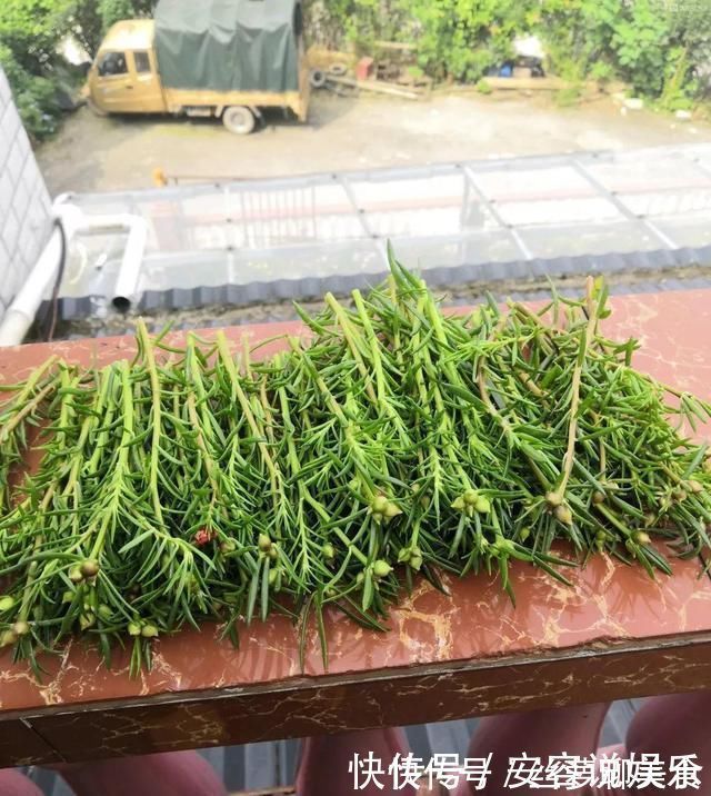 养护|夏天“最适合”扦插3种花，10天生根，养2个月就能变“花海”