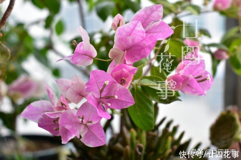 花草|秋天买花别买错,选这5款放阳台,一年开3季,个个“开花劳模”