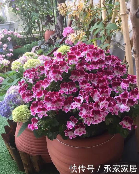 6种花天热会休眠，千万要少浇水，不然3天只剩盆