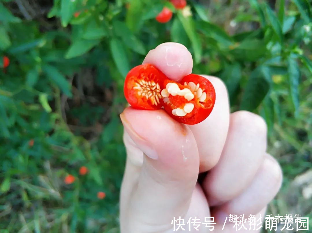 珊瑚樱|农村田边一种“樱桃”，见到可别吃，又毒又辣，但它价值却很高