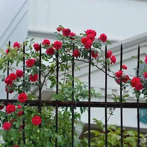 春天种上爬藤植物，夏天花儿爬满墙！