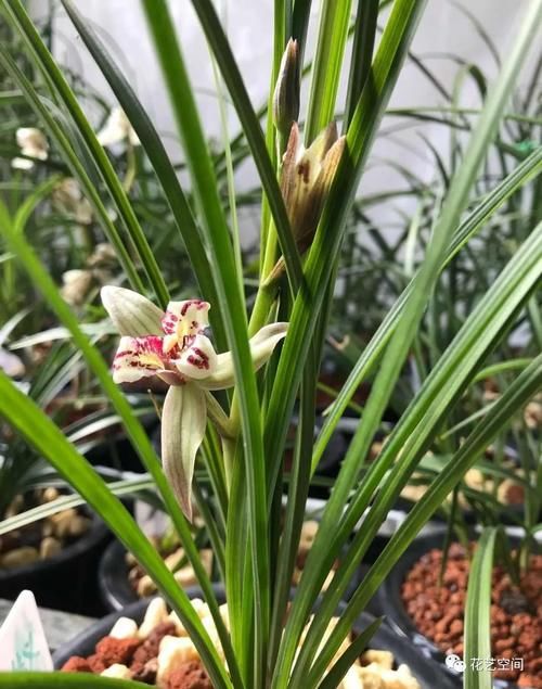 春暖花开，赶紧给这3种花换个土，加点料，三月过后疯了长！